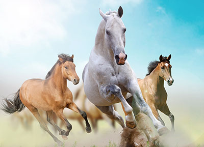סוסים - Horsesסוסים - Horses   סוס 129