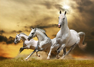 סוסים - Horses   סוס 129