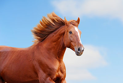 סוס - Horseסוסים - Horses   סוס 129 סוס - Horse