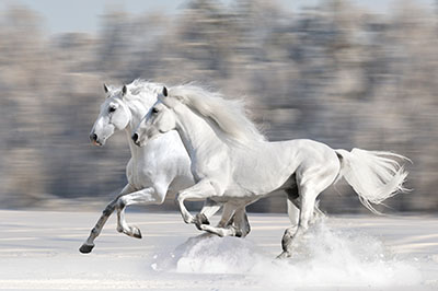 סוסים - Horsesסוסים - Horses   סוס 129 סוס - Horse