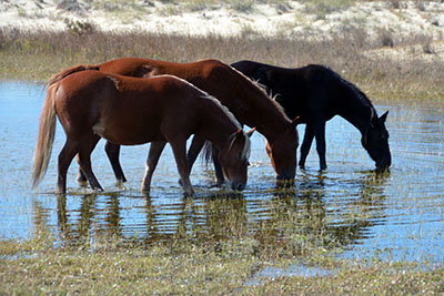 סוסים - Horses   סוס 129 סוס - Horse