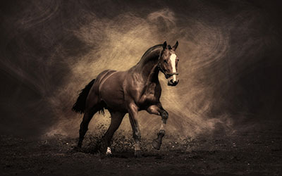 סוסים - Horses   סוס 129 סוס - Horse