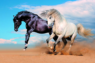 סוסים - Horses  סוסים - Horses   סוס 129 סוס - Horse