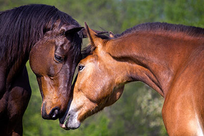 סוסים - Horses סוסים - Horses   סוס 129 סוס - Horse