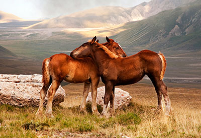 סוסים - Horses   סוס 129 סוס - Horse