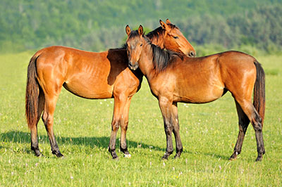 סוסים - Horses   סוס 129 סוס - Horse