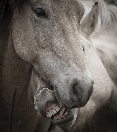 סוסים - Horses סוסים - Horses   סוס 129 סוס - Horse