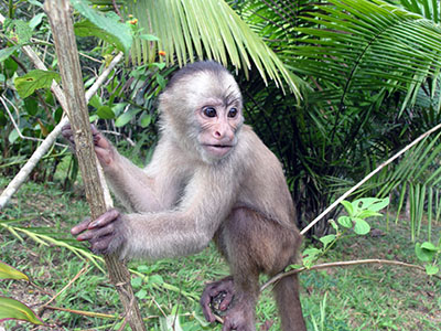 קוף האמזון  הקופים -  monkeys-  _Amazon_Monkey