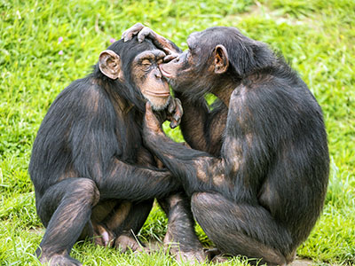 שימפנזה  ChimpanzeesGP-ANIMALS-1231  גורילה  הקוף   _Chimpanzees