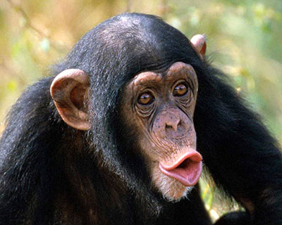 שימפנזה - תקשורת  הקוף   _Monkey-