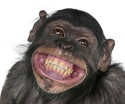 קוףקופים - תקשורת  הקוף    _Monkeys Snout Teeth