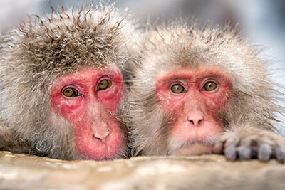 שני קופיםקופים - תקשורת  הקוף   _Monkeys_Two 