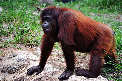 אורנג אוטנגקופים - תקשורת  הקוף   _Monkeys_Two  _orangutan