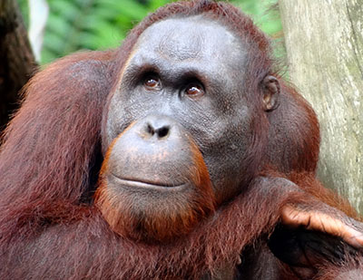 אורנג אוטנג קופים - תקשורת  הקוף   _Monkeys_Two  _orangutan