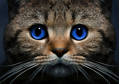 חתולים  חתול    Cats_Glance_Whiskers