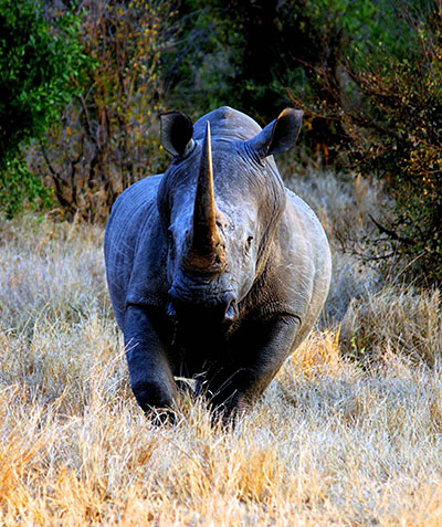 קרנף   Rhinoקרנף   Rhino