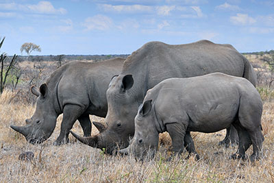 קרנפיםקרנף   Rhino