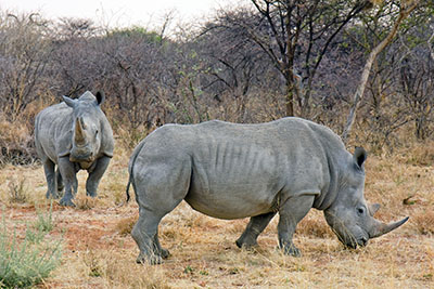 קרנפים קרנף   Rhino