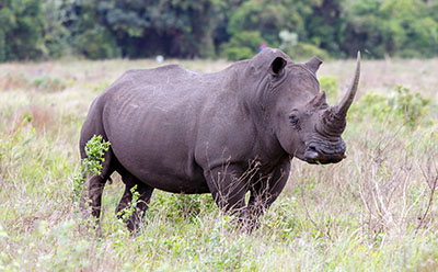קרנפיםקרנף   Rhino