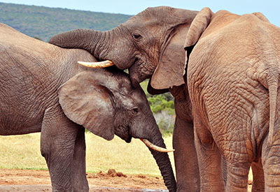  פילים   פיל  elephants