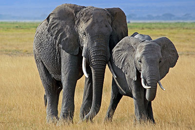 פילים  פיל   פילים   elephants