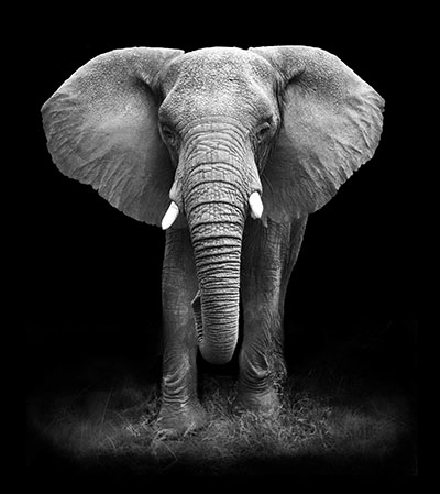 פיל פיל   פילים   elephants