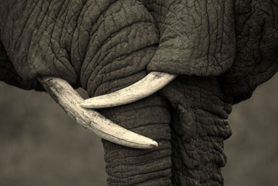  פיל   פילים   elephants