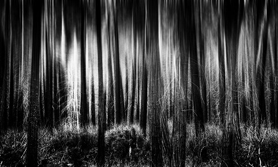 יער-the_lonely_woods_forever  עצים יער