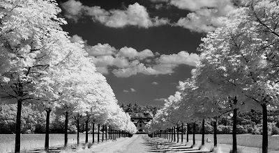  trees along the road 