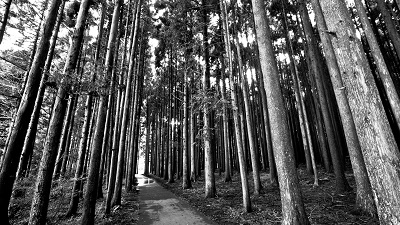 GP-BW-1007-forest_trail עצים יער