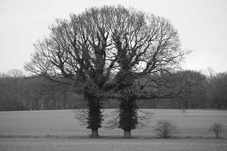  yin-and-yang-trees yin-and-yang-trees