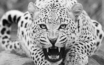 נמרנמר  _leopard_predator_face_teeth_aggression