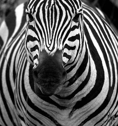  זברה  Zebra_in_black_and_white