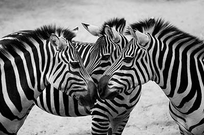 זברות 	זברה  זברות   _zebra--couple-cute-animals