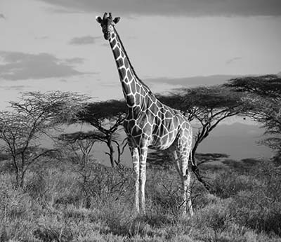  גיראף  Reticulated giraffe Samburu