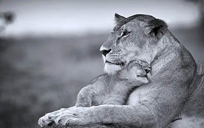 אריה  לביאה וגור _cats_wild_Lioness_mother_son_cub_Predators_animales_life_Tenderness