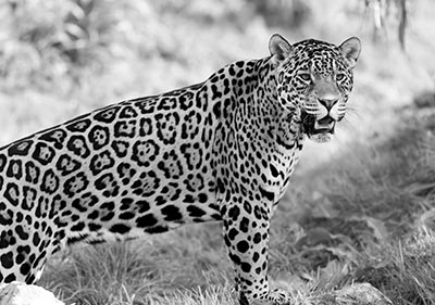 יגואר jaguarיגואר  GP-BW-1233_jaguar_wild_cat_predator