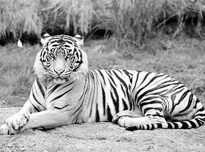 נמרGP-BW-1236__tiger_sitting_  נמר  majestic  נמר