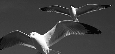 שחפים ציפור _ anticipation; Birds; Black and White; flight; Seagulls