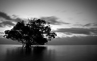 עץ במיםעץ במים _tree-in-water-black-and-white-sky-tree-water