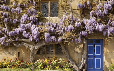 -flower_tree_flowers_flowerbed_house_door