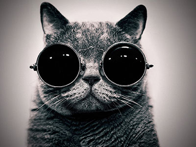 חתול עם משקפיים