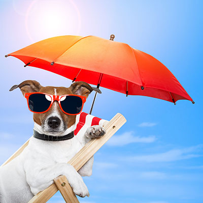 כלב על כיסא נוח-puppy-sun-summer-beach-sunglasses-umbrella-vacation