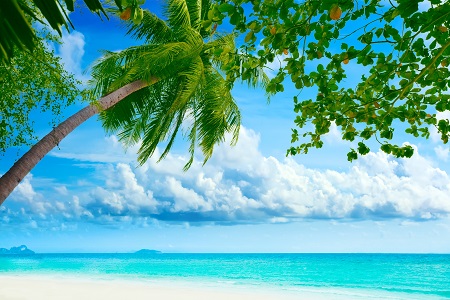 חוף טרופי    beautiful-tropical-palm-tree-sea-shore-nature