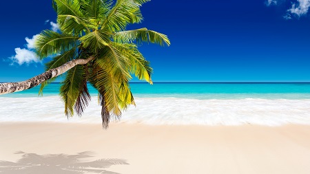 גן  עדן טרופי  tropical_paradise_sea_palm_beach_sunshine