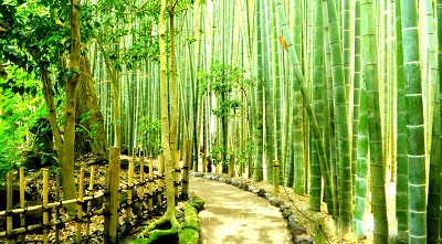 יער במבוק bamboo forestיער במבוק bamboo forest  עצים