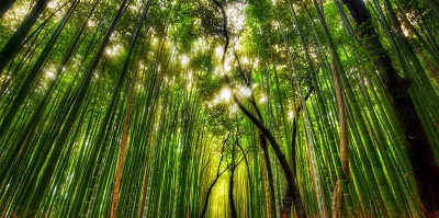 ער במבוק bamboo forestיער במבוק  עצים bamboo_forest___japan_kamakura