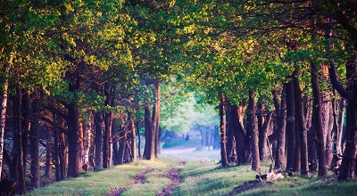 שביל ביער beautiful forest path   עצים