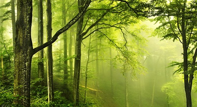 יער ירוק  beautiful green forest  עצים