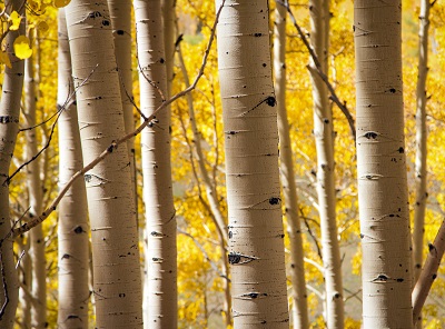 עצים birch trees 